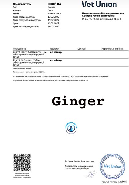 Olga/Katzen/Ginger/Test_Ginger Kopie.jpg